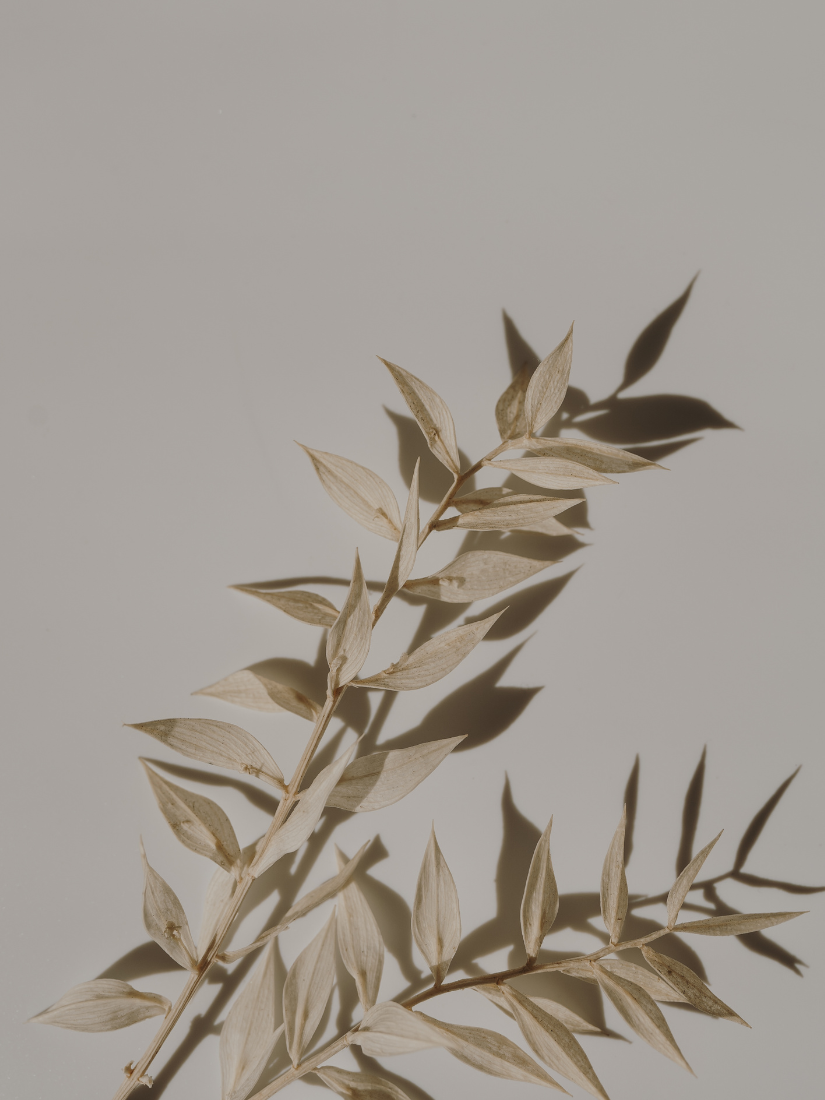 CBD for Beginners: A Guide