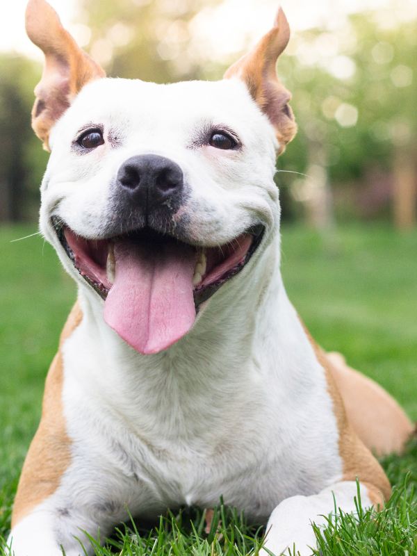 Help Your Dog Relax this Fourth of July with CBD